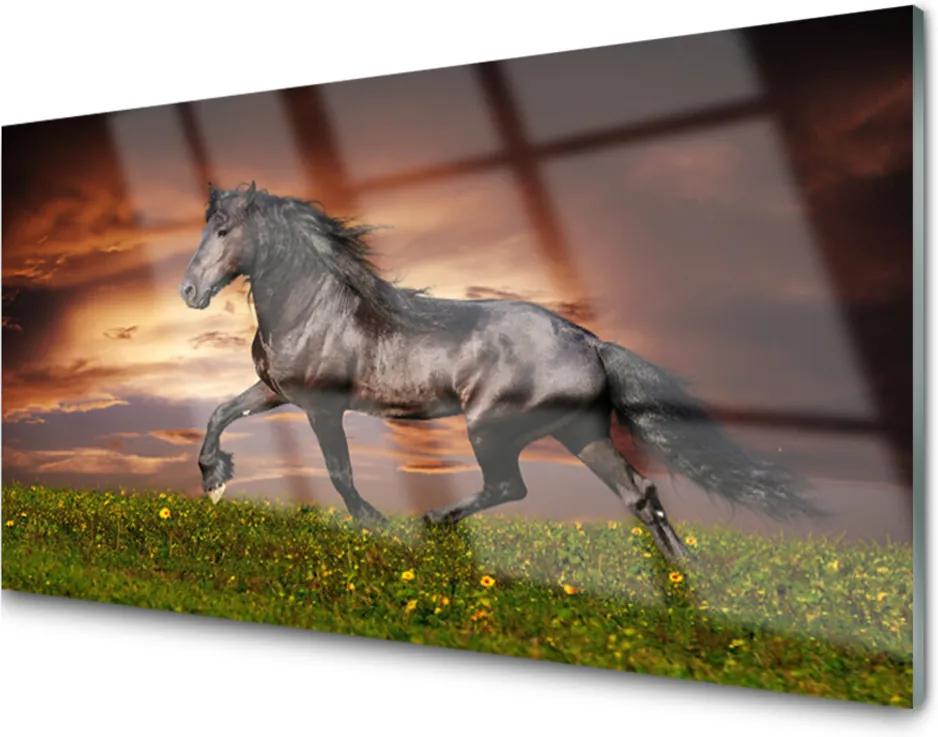 Obraz na skle Čierny Kôň Lúka Zvieratá