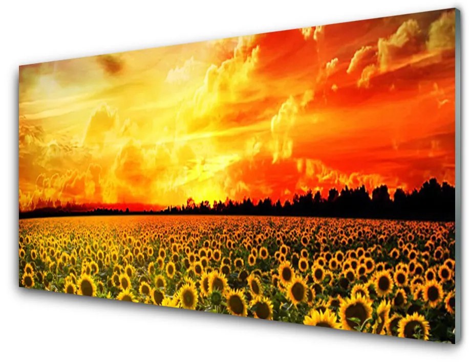 Obraz plexi Lúka slnečnica kvety 100x50cm