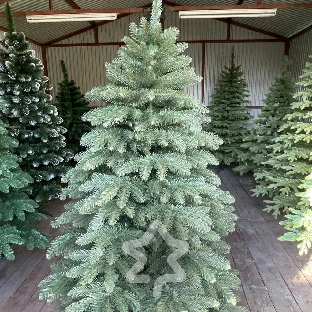 Smrek Kanadský 2D 220 cm