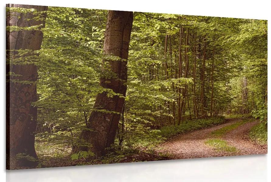 Obraz zelený les Varianta: 60x40