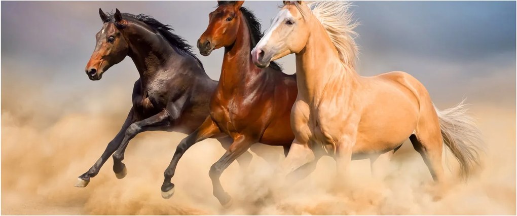 Obraz - Divé kone (120x50 cm)