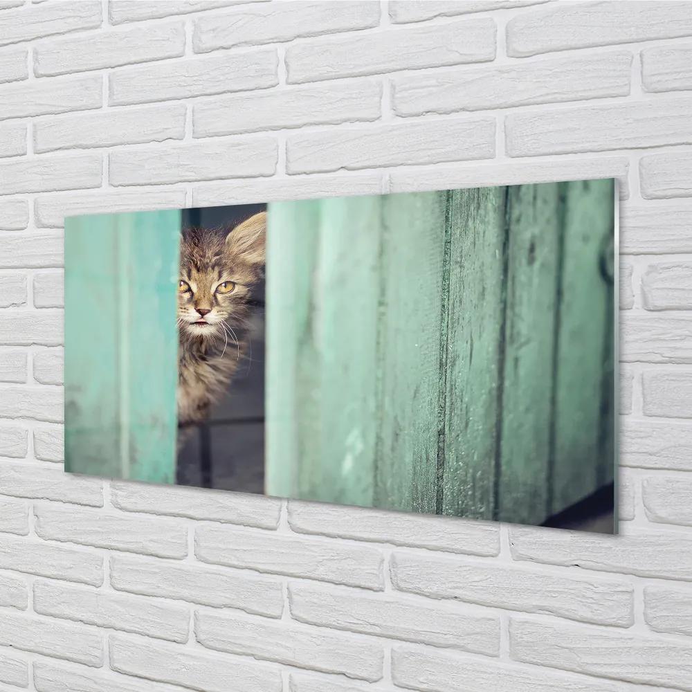 Obraz na akrylátovom skle Zaglądający cat 100x50 cm