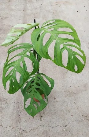 Monstera Esqueleto 17x60 cm