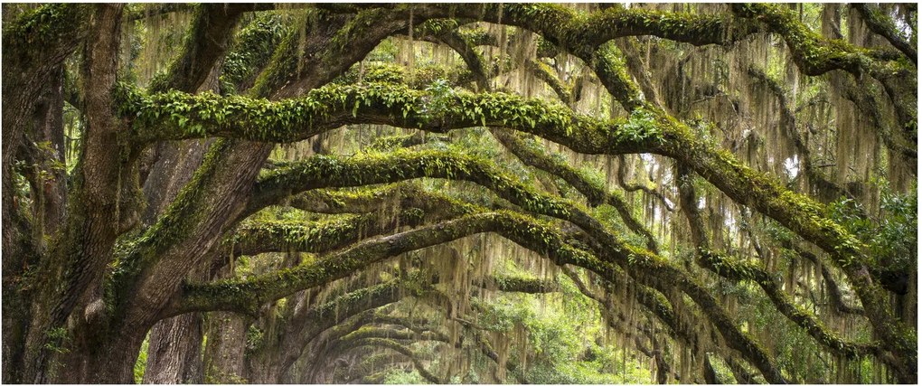 Obraz - Oaks Avenue, Charleston, Južná Karolína, USA (120x50 cm)