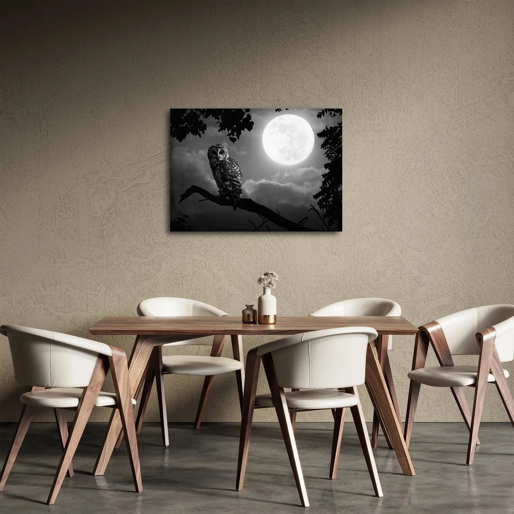 Obraz - Nočná sova, čiernobiela (70x50 cm)