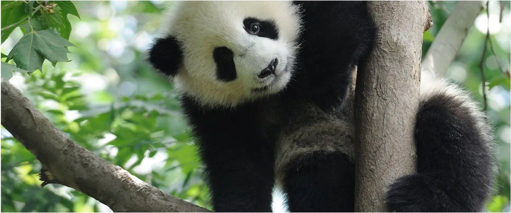 Obraz - Panda na strome (120x50 cm)