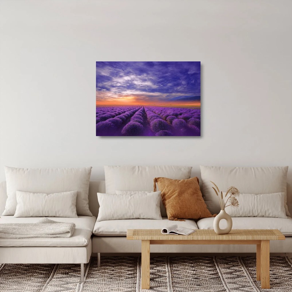 Sklenený obraz levanduľového pole (70x50 cm)