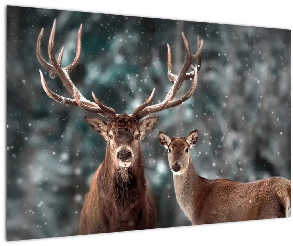 Obraz - Jeleň a laň v zasneženom lese (90x60 cm)