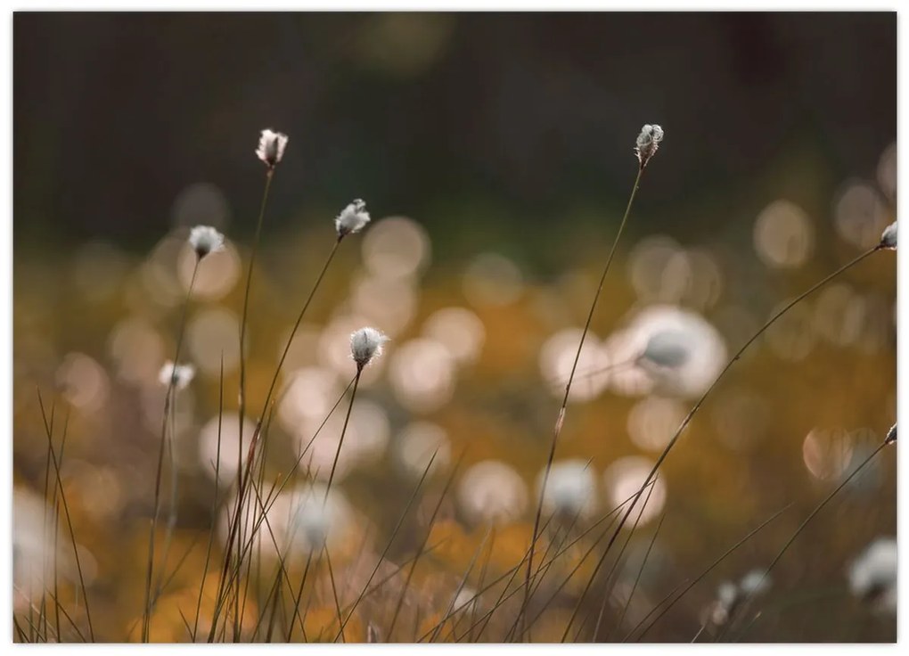 Sklenený obraz - Lúka s cottongrass N⁰2 (70x50 cm)