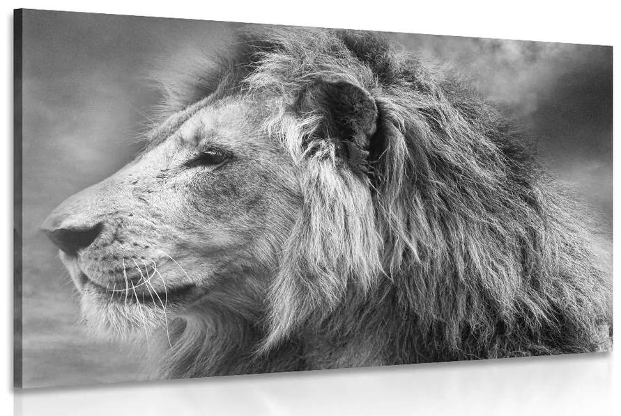 Obraz africký lev v čiernobielom prevedení