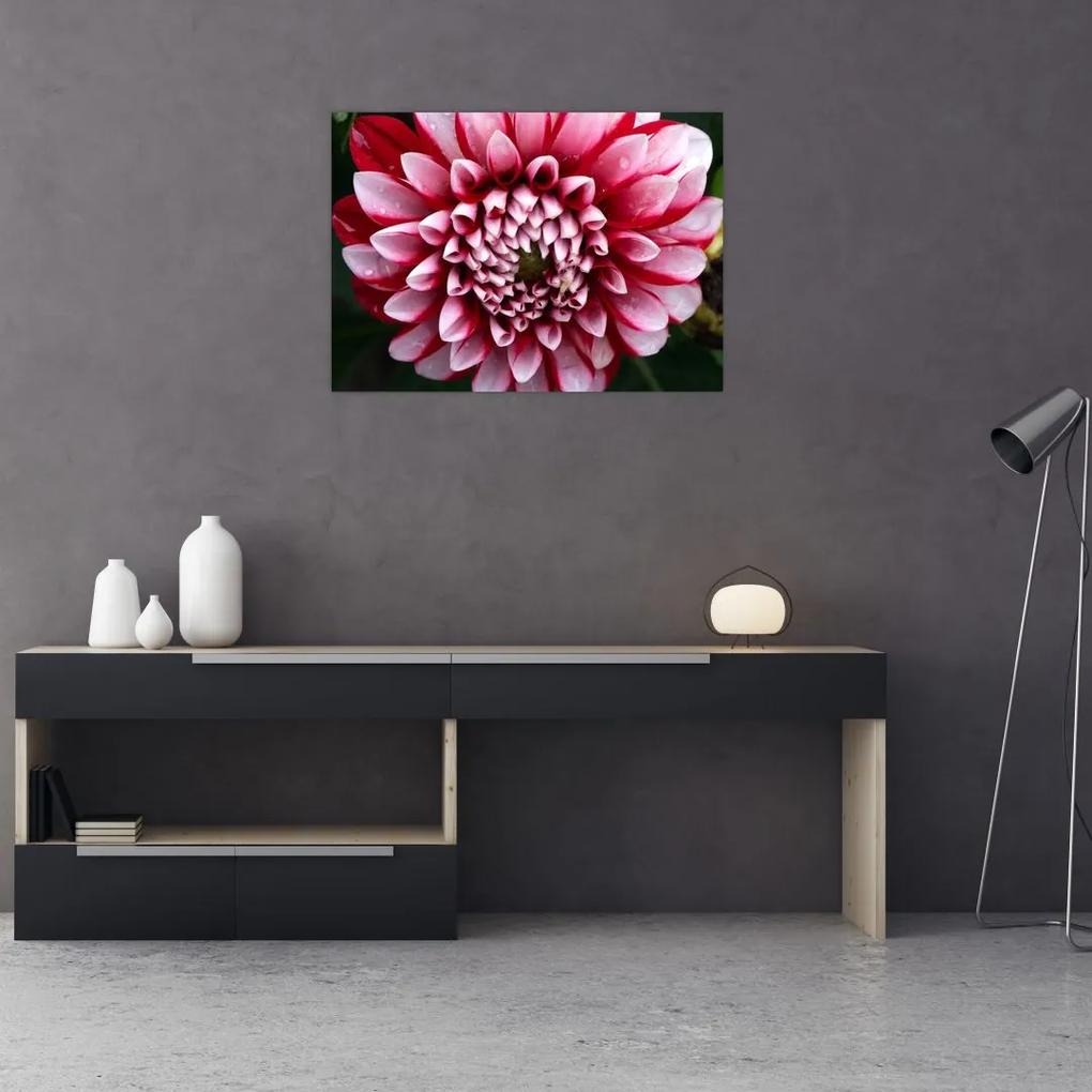 Sklenený obraz ružovej Dahlie (70x50 cm)