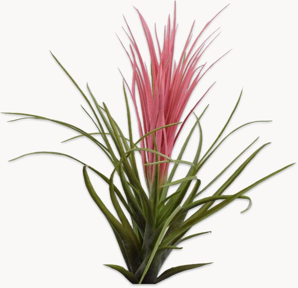 Rastlinná dekorácia Tillandsia