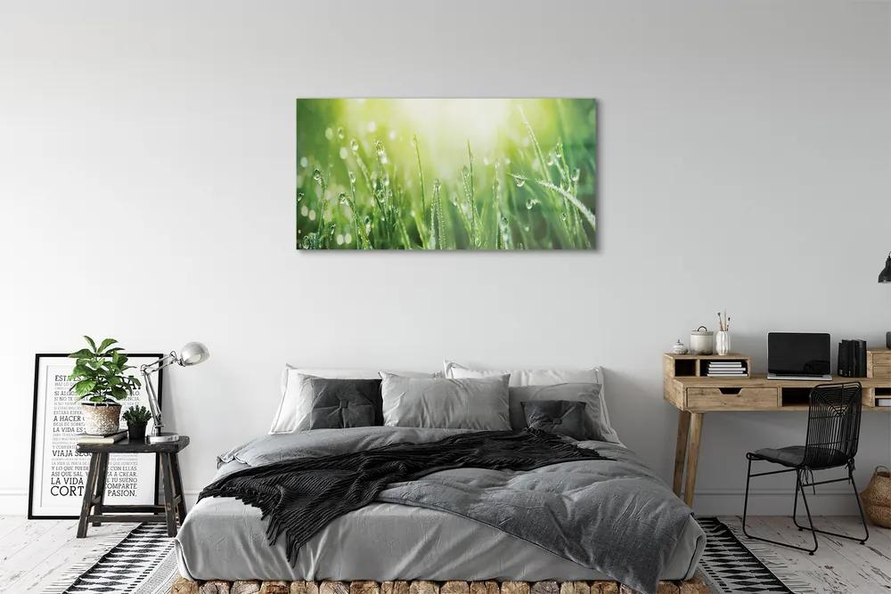 Obraz plexi Tráva slnko kvapky 125x50 cm