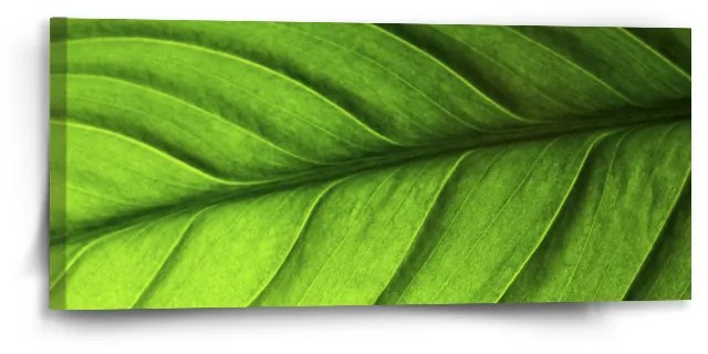 Sablio Obraz List - 110x50 cm