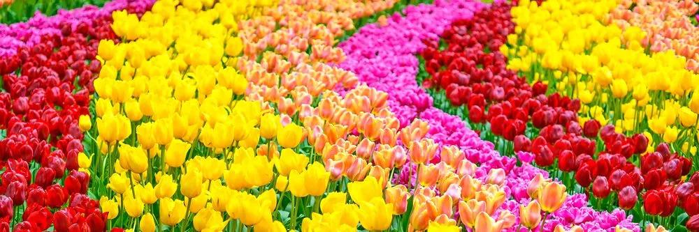 Obraz lúka plná tulipánov