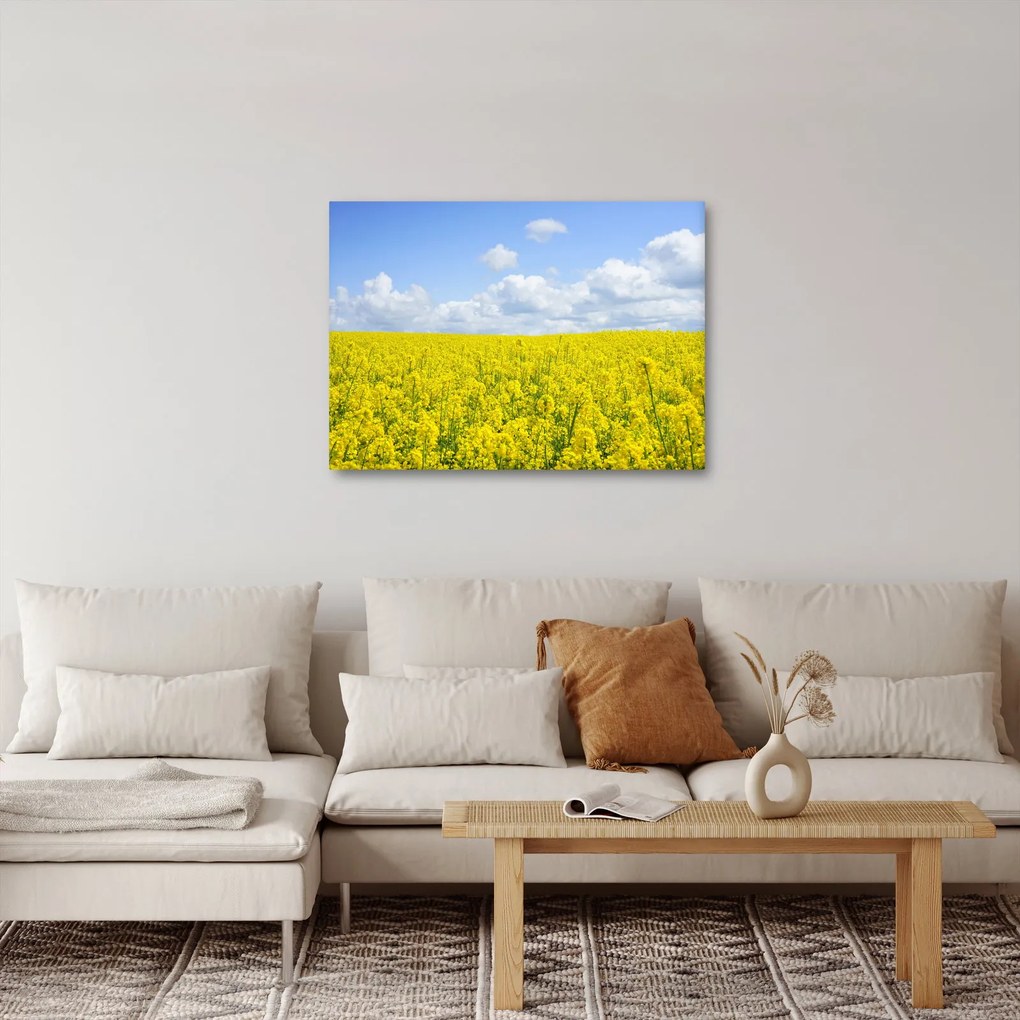 Obraz žltého poľa (70x50 cm)