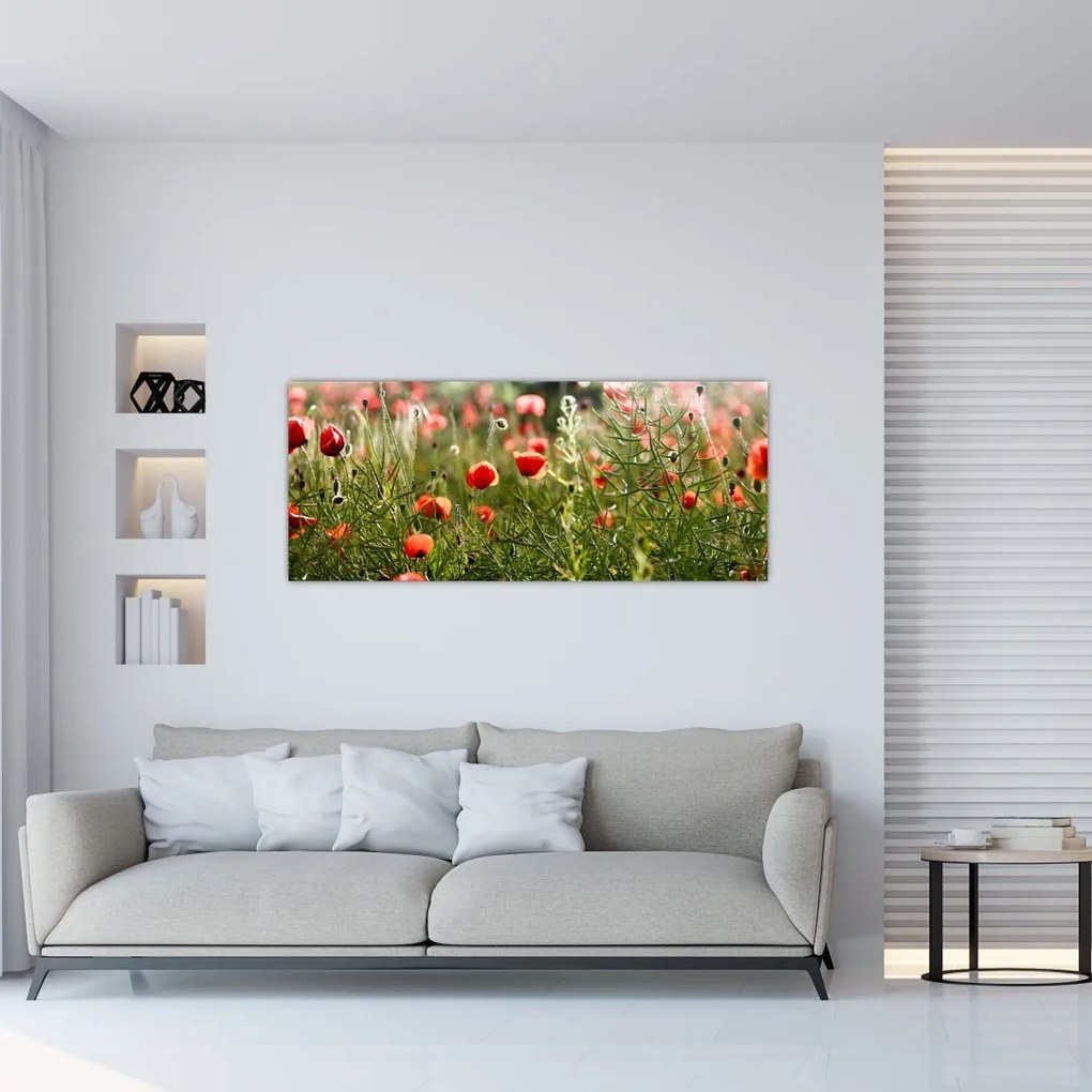 Obraz vlčích makov (120x50 cm)