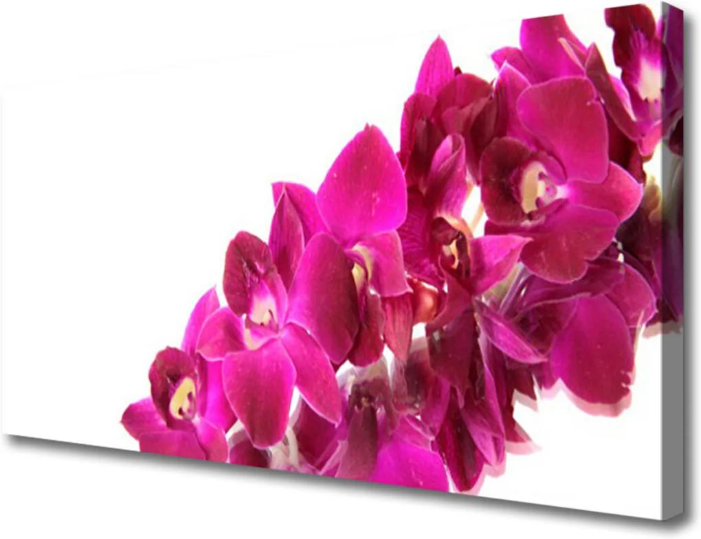 Obraz na plátně Kvety Rastlina Príroda