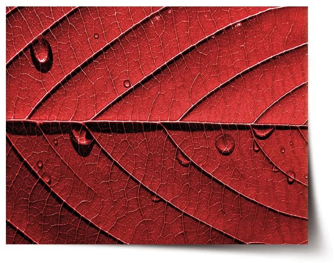 Sablio Plagát Červený list - 90x60 cm