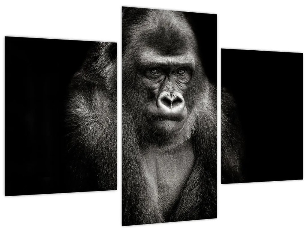 Obraz - Gorila (90x60 cm)