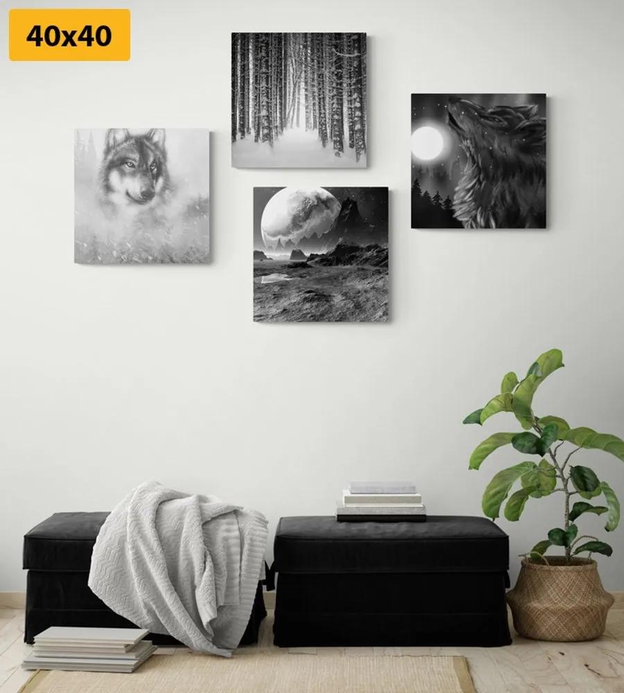 Set obrazov tajuplný vlk v čiernobielom prevedení - 4x 40x40