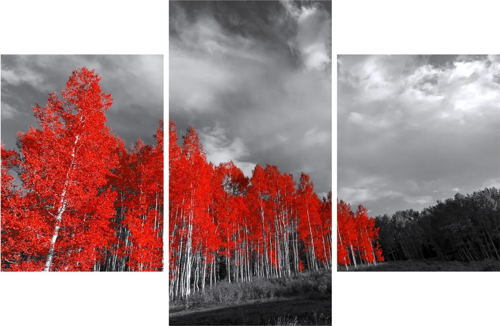 Obraz - Stromy vo farbe jesene (90x60 cm)