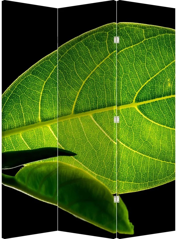 Paraván - Zelený list (126x170 cm)