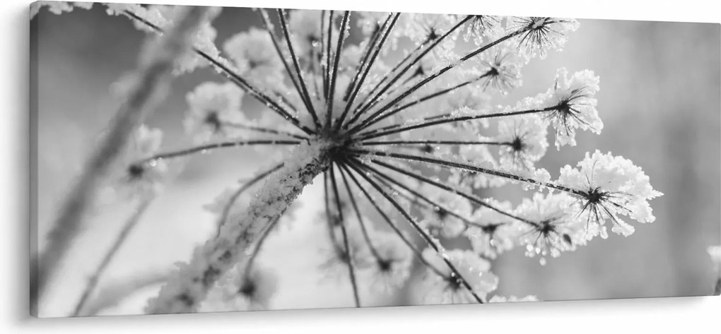 Obraz - Kvetina v zime (120x50 cm)
