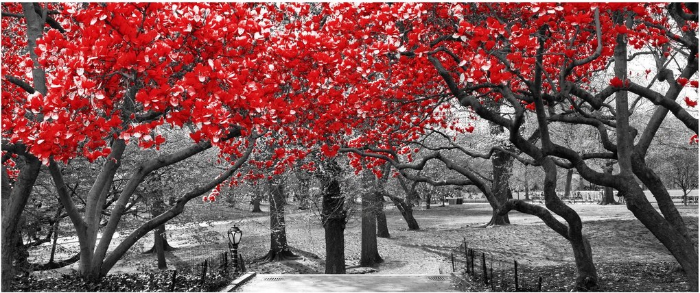 Obraz - Červené stromy, Central Park, New York (120x50 cm)