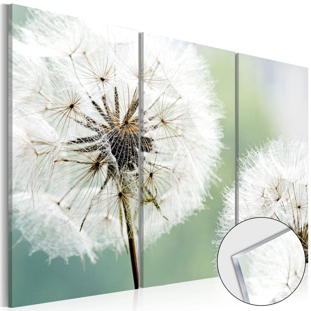 Artgeist Obraz na akrylátovom skle - Fluffy Dandelions [Glass] Veľkosť: 120x80