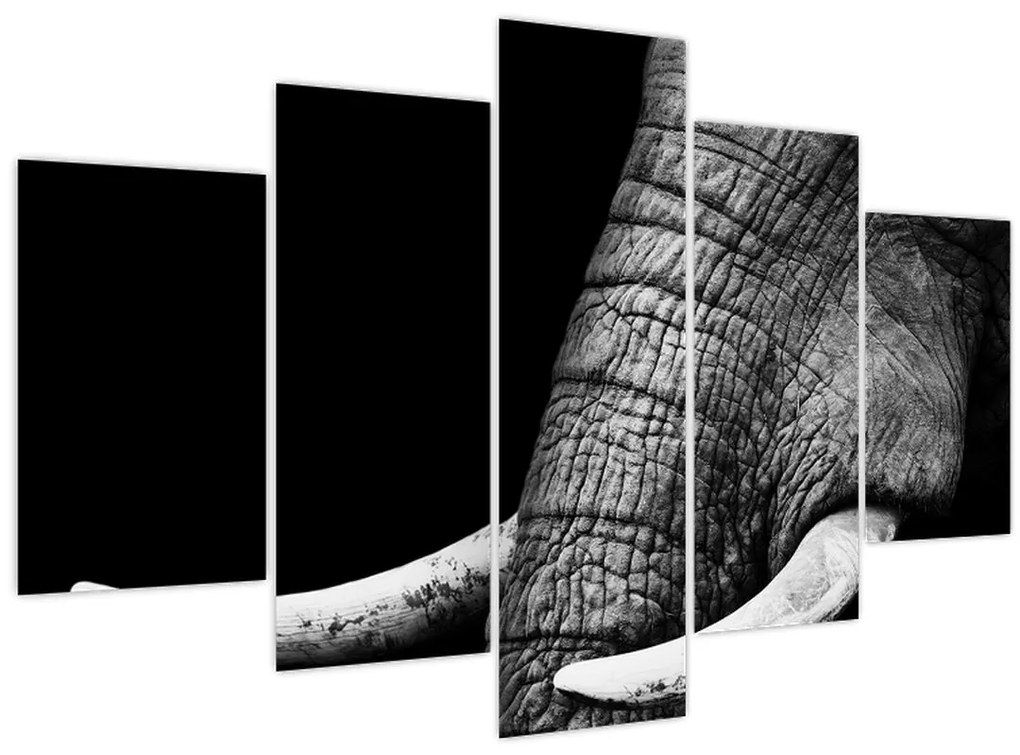 Obraz - Slonie kly (150x105 cm)