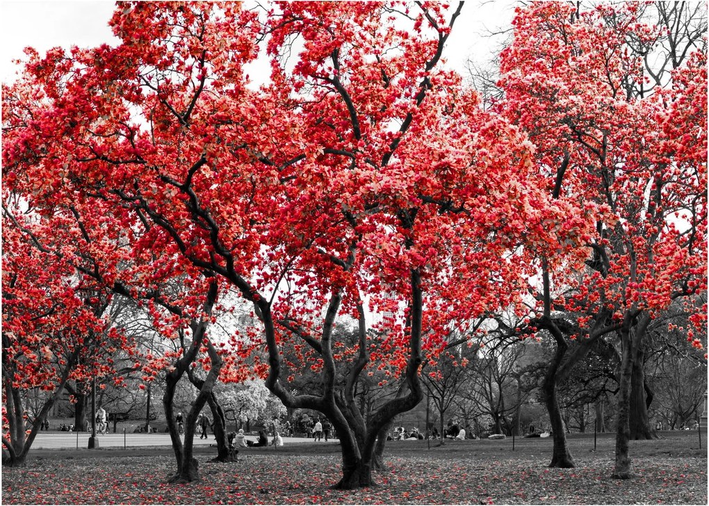 Obraz - Červené stromy, Central Park, New York (70x50 cm)
