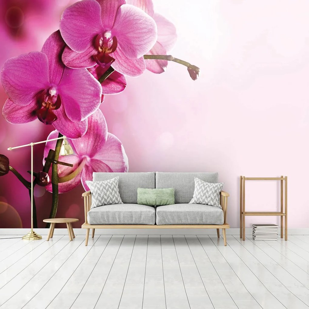 Fototapeta - Orchidea (152,5x104 cm)