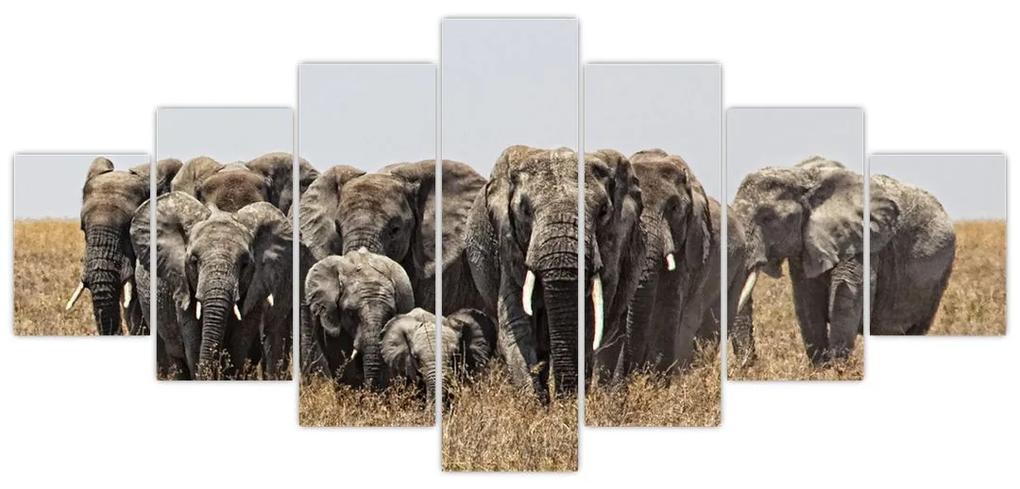 Stádo slonov - obraz