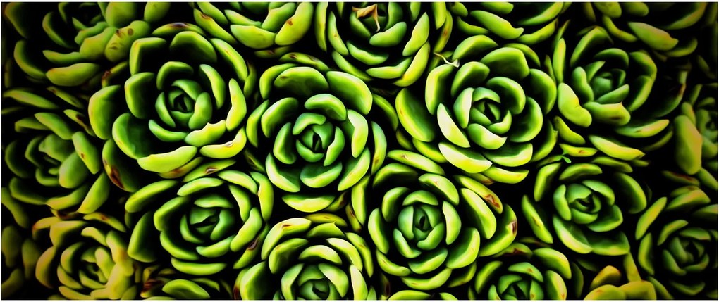 Obraz skalníc (120x50 cm)