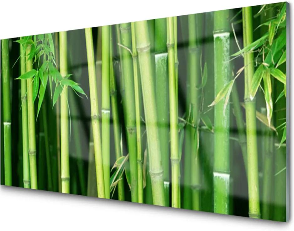 Obraz plexi Bambusový Les Bambus Príroda