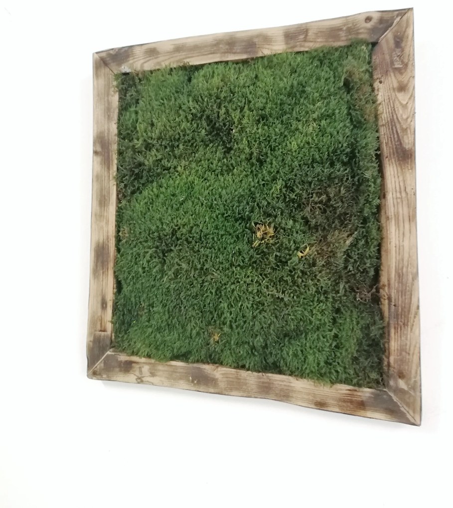 Machový obraz- lesný mach 35cm x 35cm