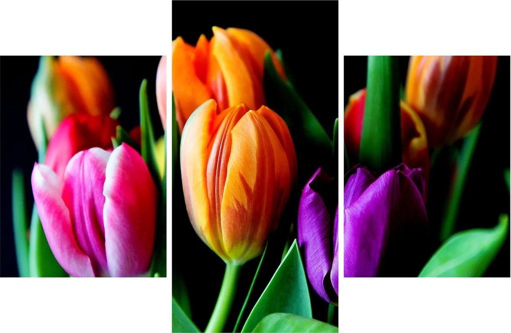 Obraz tulipánov na čiernom pozadí (90x60 cm)