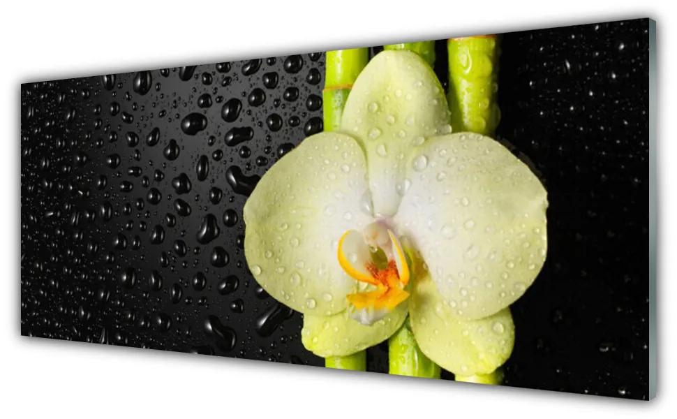Obraz plexi Bambus kvet orchidea 125x50 cm