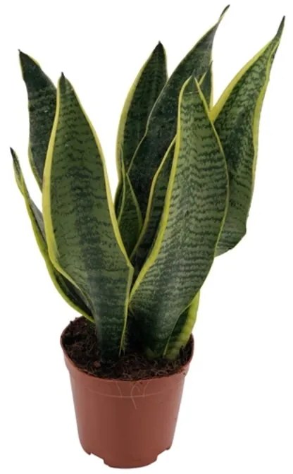 Sansevieria futura superba 12x30 cm