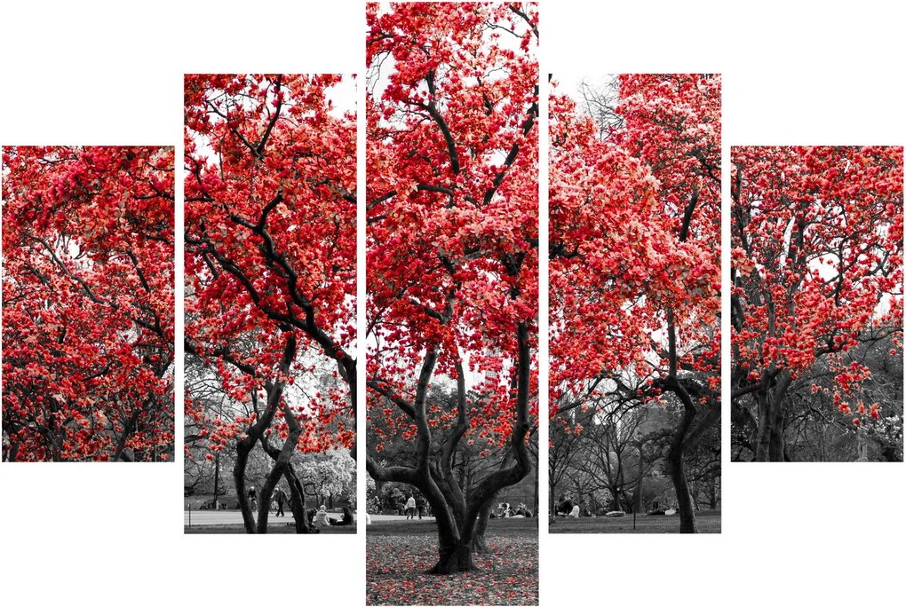 Obraz - Červené stromy, Central Park, New York (150x105 cm)