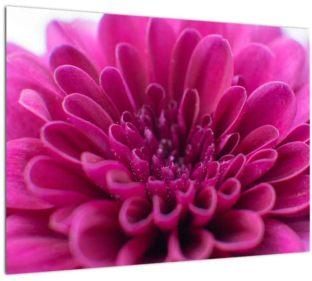 Obraz kvetu (70x50 cm)