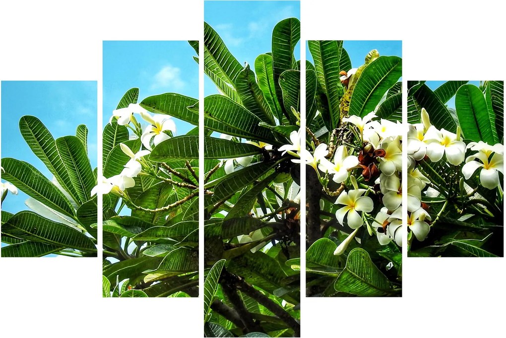 Obraz - Plumeria (150x105 cm)