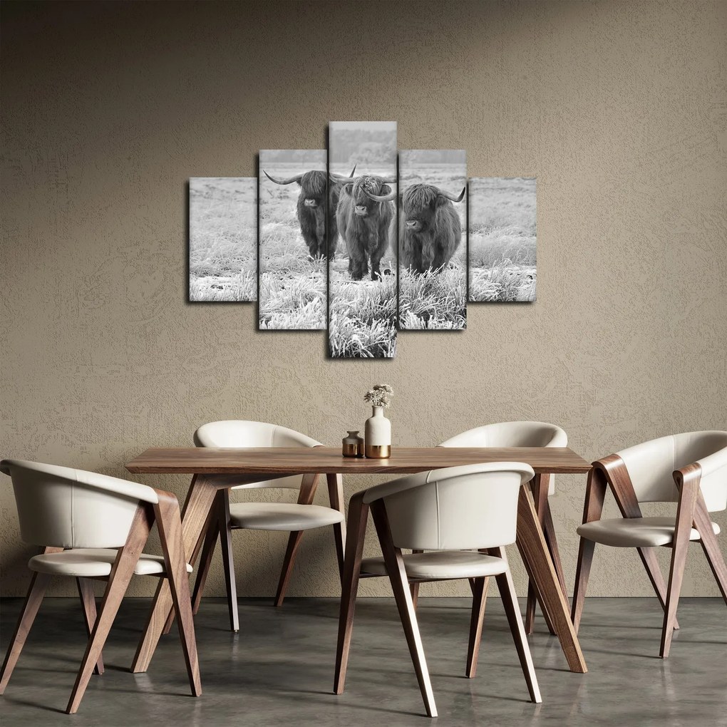 Obraz - Škótske kravy, čiernobiela (150x105 cm)