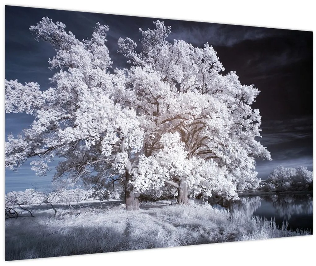 Obraz - Snehobiely strom (90x60 cm)