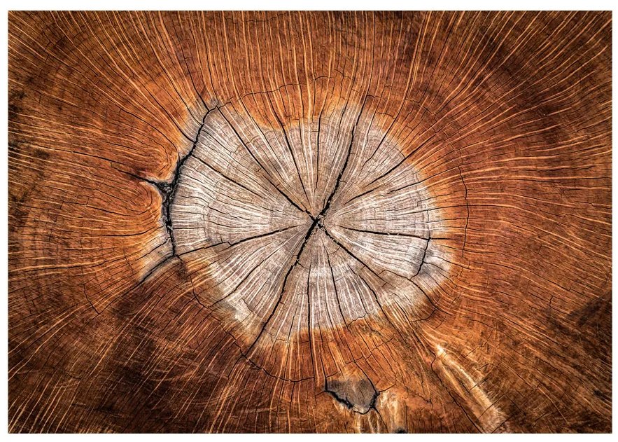 Artgeist Fototapeta - The Soul of a Tree Veľkosť: 147x105, Verzia: Samolepiaca