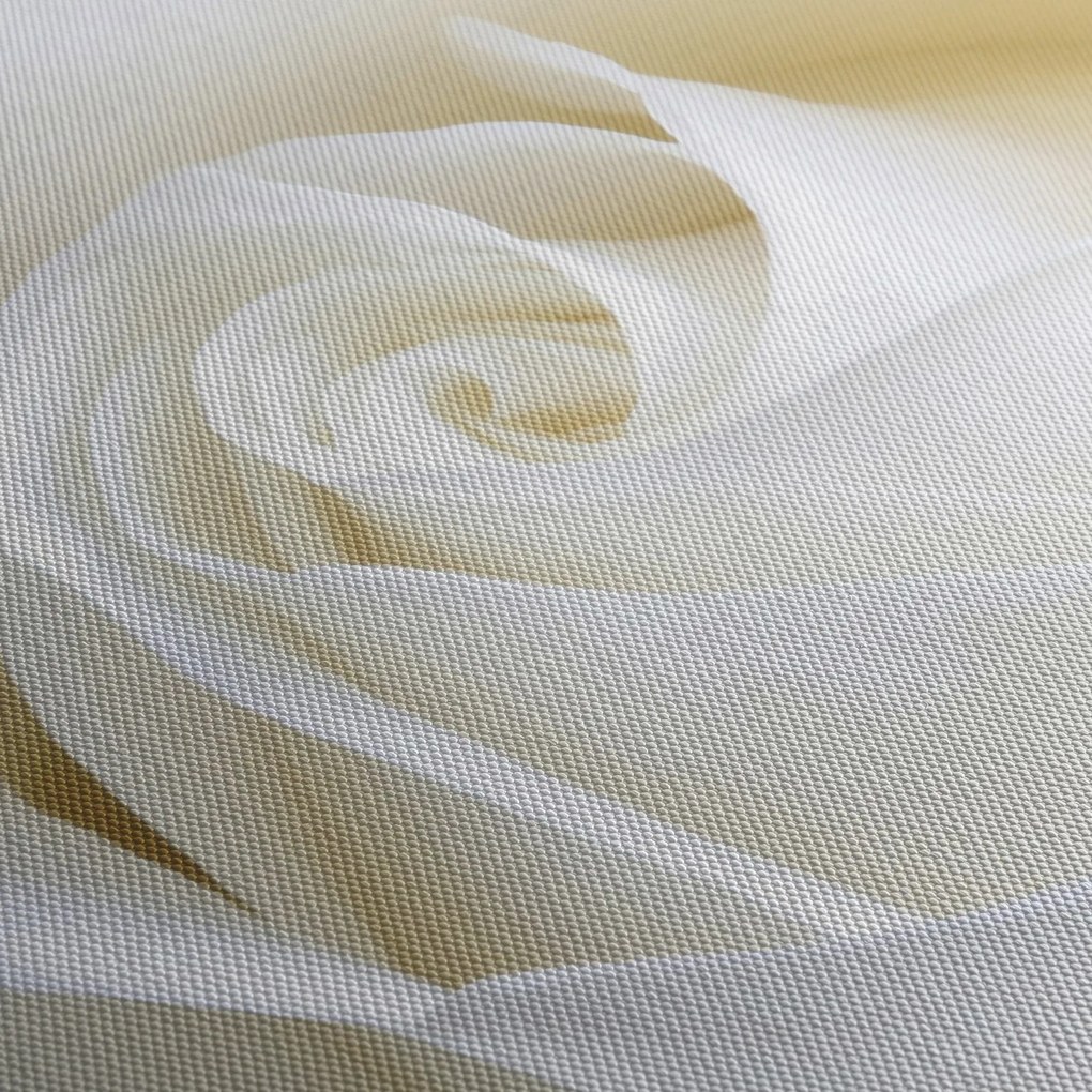 Obraz biele ruže (120x50 cm)
