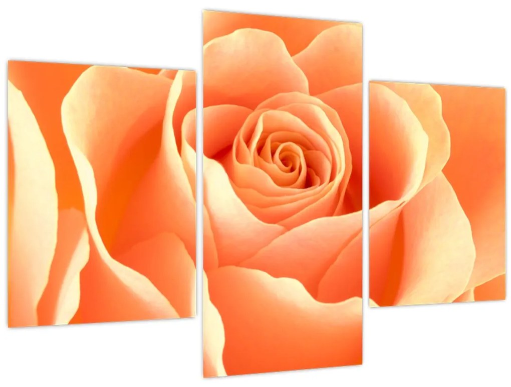 Obraz - Ruža, marhuľová farba (90x60 cm)