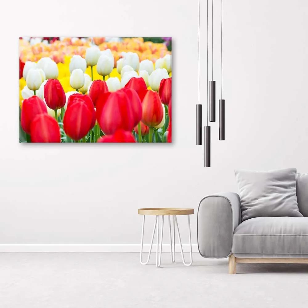 Gario Obraz na plátne Viacfarebné tulipány Rozmery: 60 x 40 cm