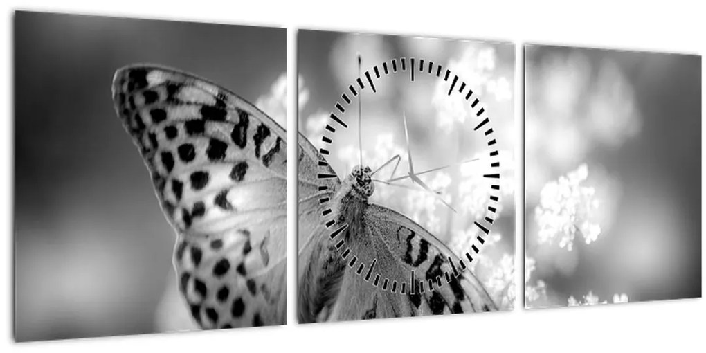 Obraz - Detail motýľa opeľujúceho kvet (s hodinami) (90x30 cm)
